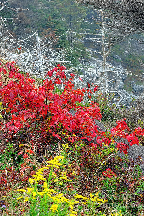 Fall Photograph - Fall Foliage on Monhegan by Olivier Le Queinec