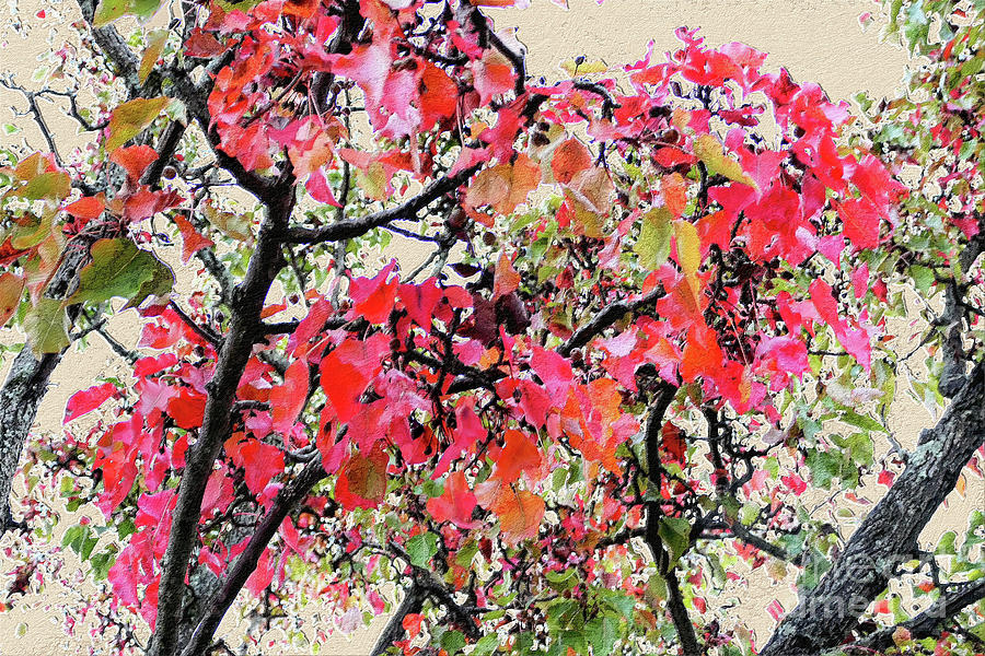 Fall Foliage Painted Photograph by Bentley Davis