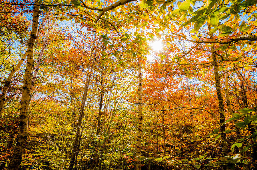 Fall foliage Photograph by Posnov