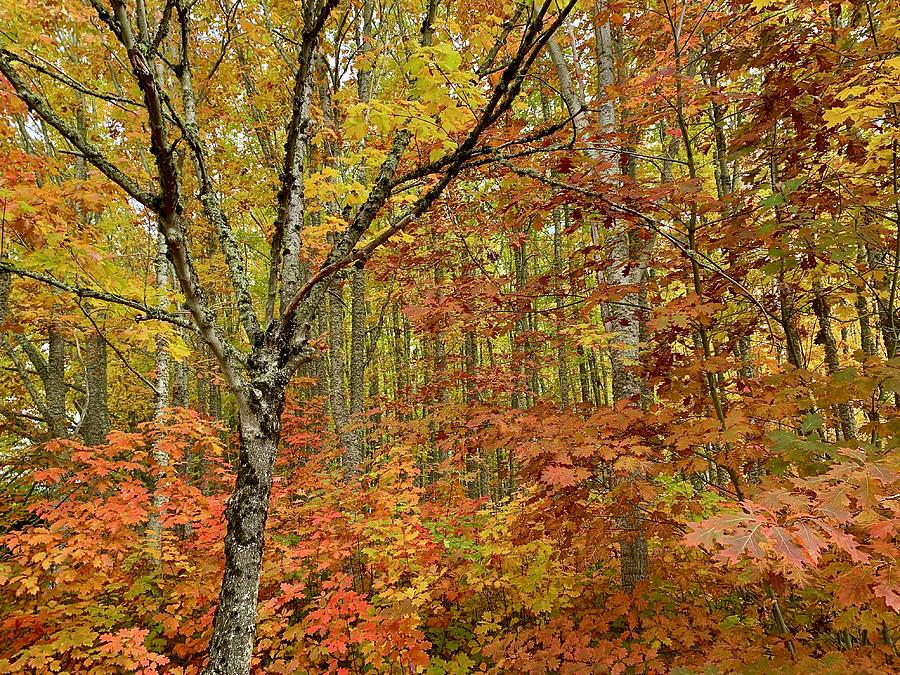 Fall Forest Photograph by Brian Eberly