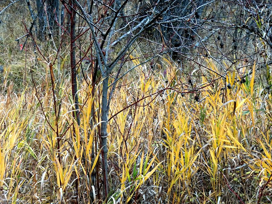 Fall Forest Grasses Photograph by Will Borden