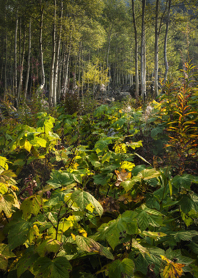 Fall Photograph - Fall Forest in the Bitterroot Range by Matt Hammerstein