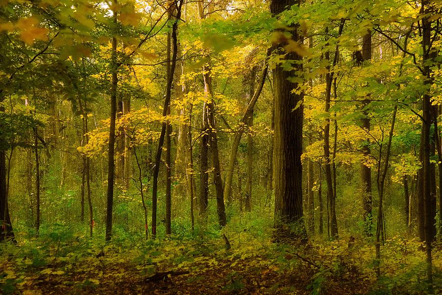 Fall Forest Photograph by Jim Signorelli