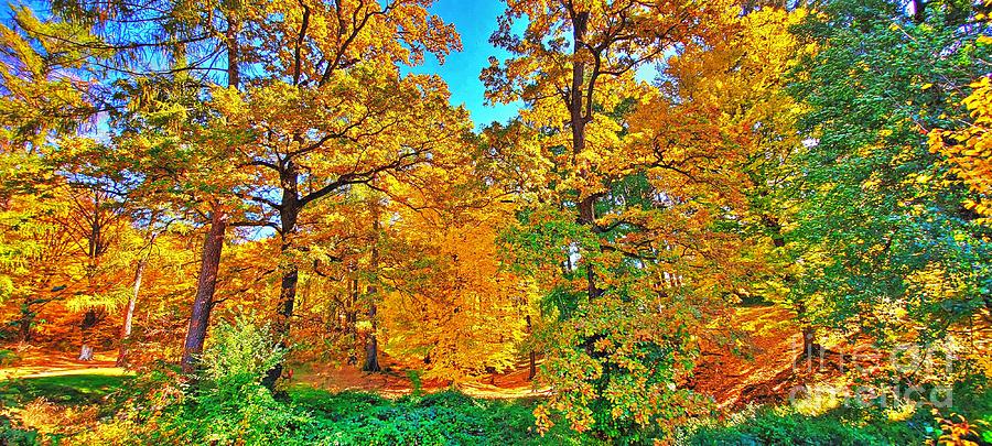 Fall Forest Panoramic Scene Photograph by Amalia Suruceanu