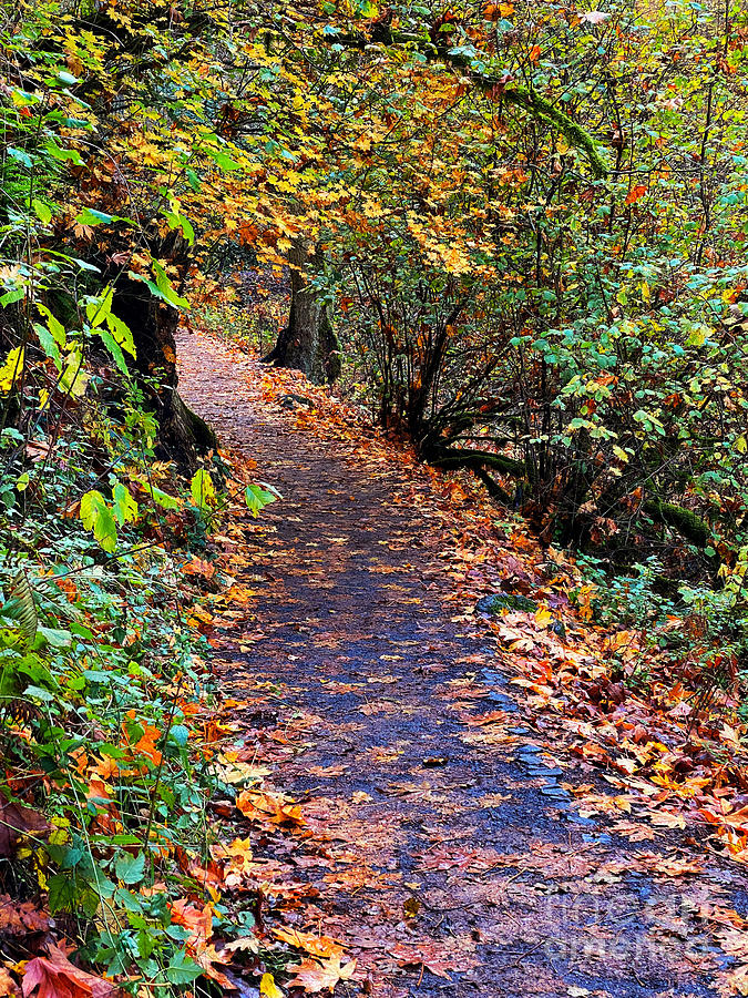 Fall Forest Path Photograph by Jeanette French