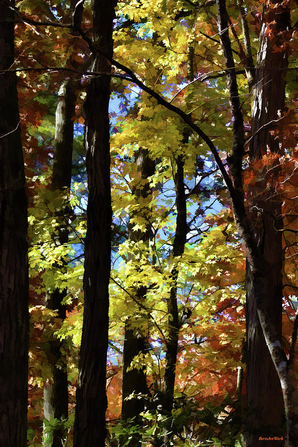 Fall Forest Photograph