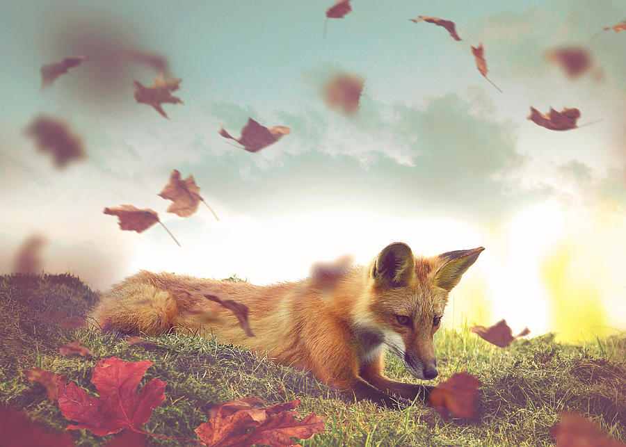 Fall Foxy Loxy  Photograph by Kay Jantzi
