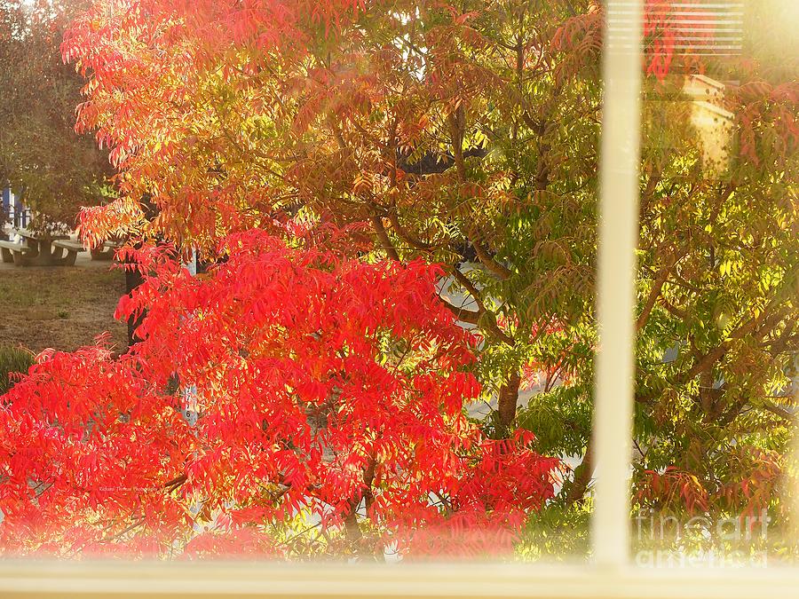 Fall From My Window Photograph by Richard Thomas