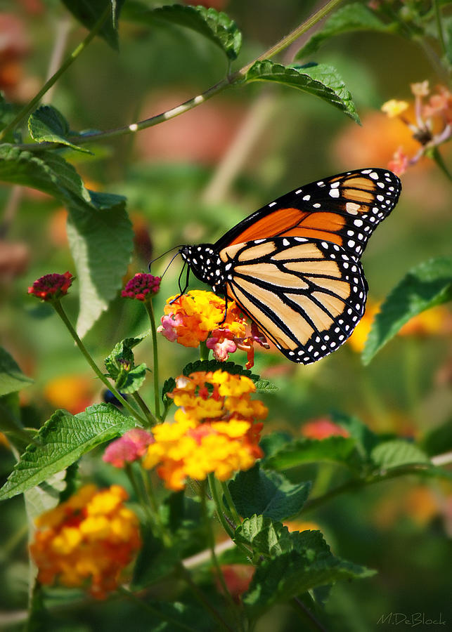 Fall Garden Monarch Photograph by Marilyn DeBlock