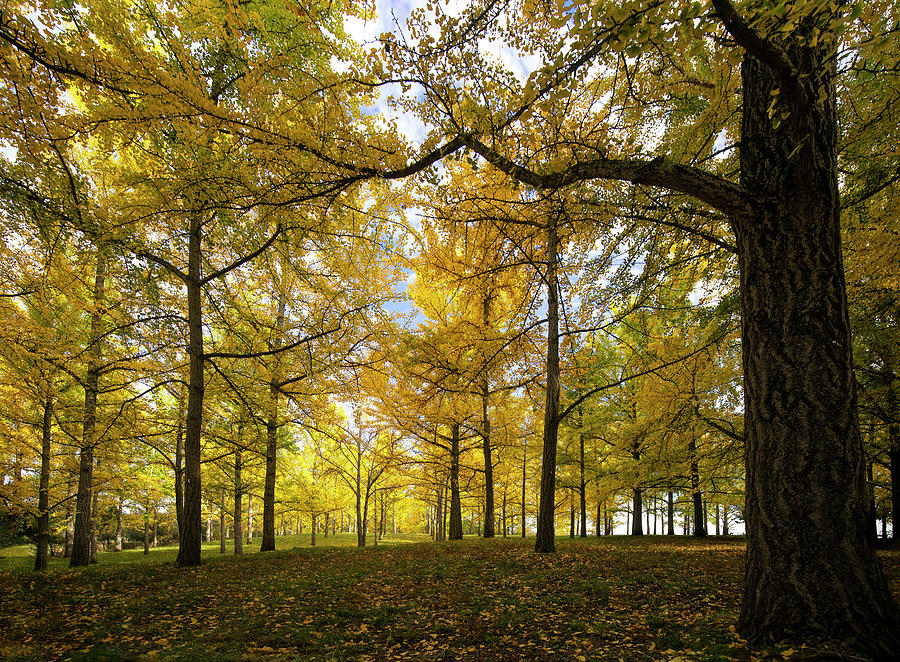 Fall Ginkgo Grove Photograph by Art Cole