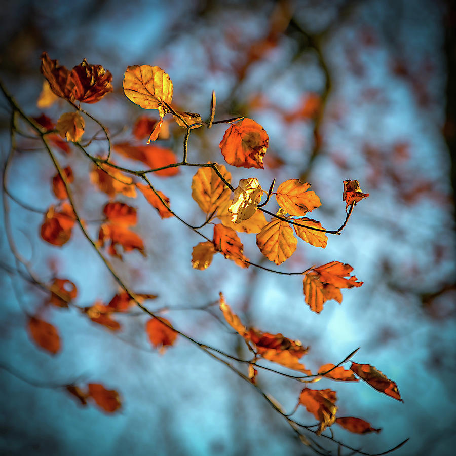 Fall Golden Photograph by Rob Hemphill