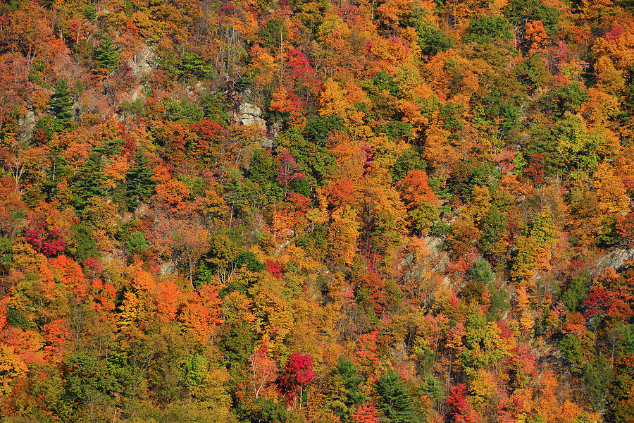 Fall Gradient Mount Tammany Photograph by Raymond Salani III