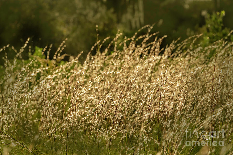Fall Grasses Photograph by Marvin Spates
