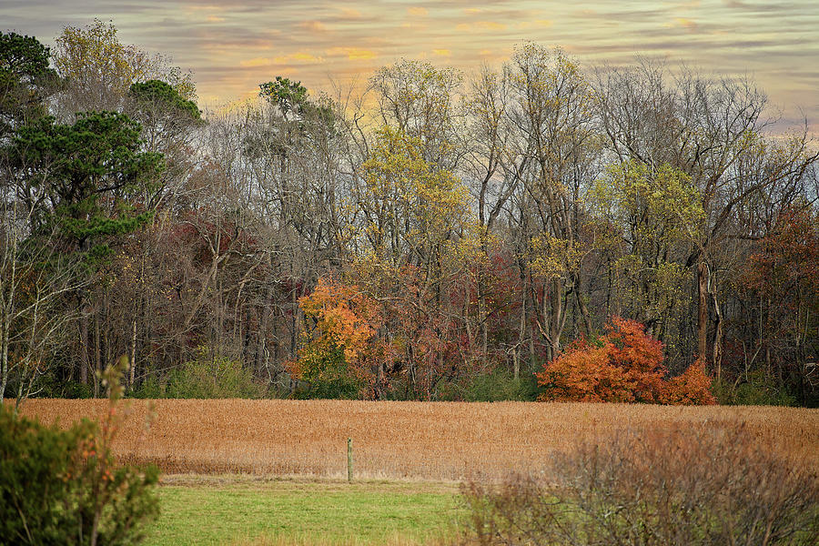 Fall Hangs On Photograph by Fon Denton