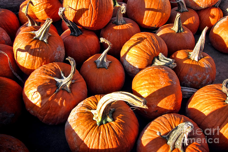 Fall Harvest Decorative Pumpkins on Farm Stand Photograph by Olivier Le Queinec