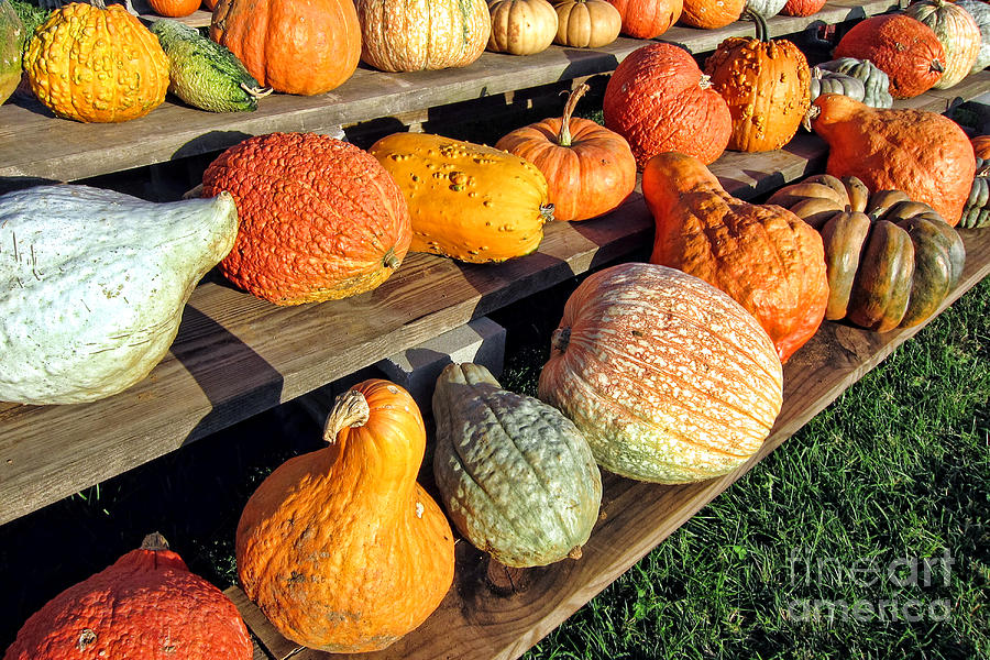 Fall Harvest Decorative Vegetables on Farm Stand  Photograph by Olivier Le Queinec