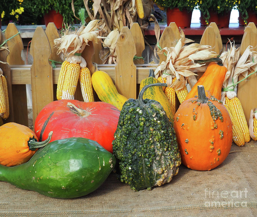 Fall Harvest Display Photograph by Ginger Repke