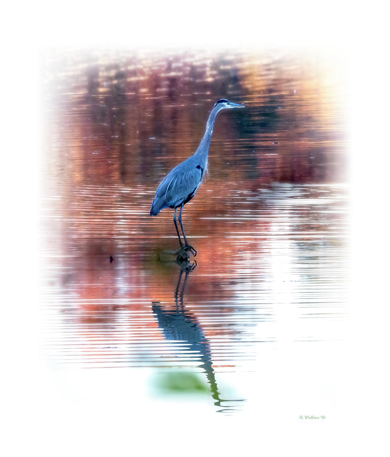 Fall Heron Reflection Photograph by Brian Wallace Fall Heron Reflection Photograph by Brian Wallace