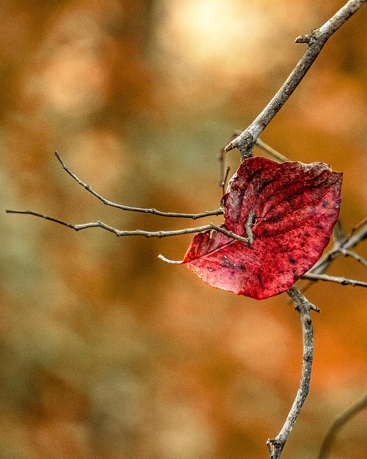 Fall Holding On Photograph by Rick Nelson