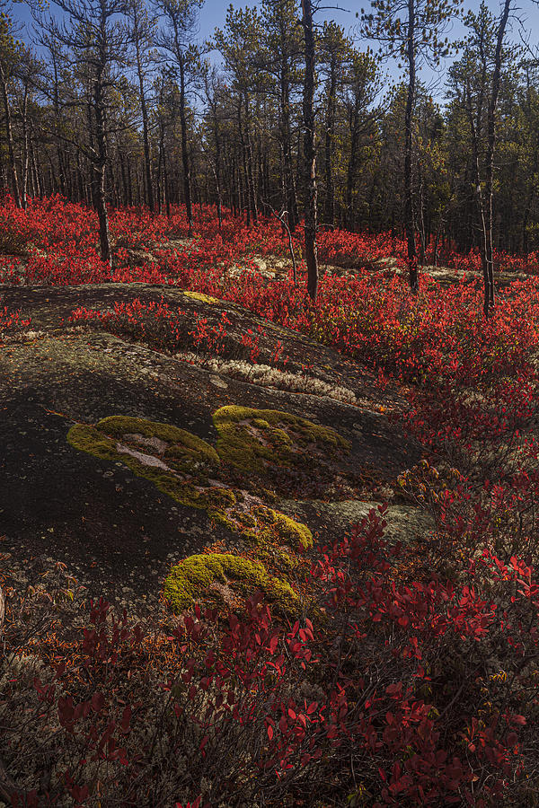 Fall Huckleberry barrens near the Jack Pine Trail Photograph by Irwin Barrett