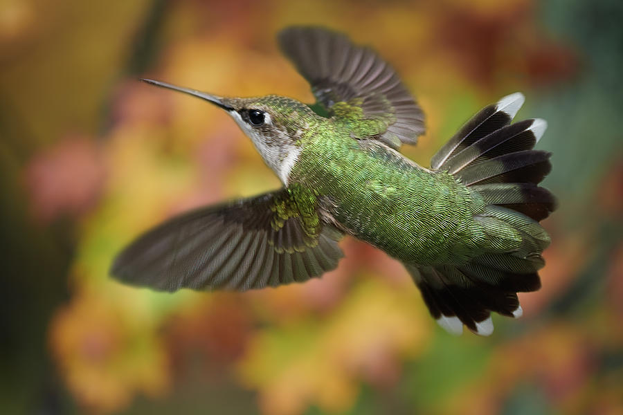 Fall Hummingbird Photograph by Paul Freidlund