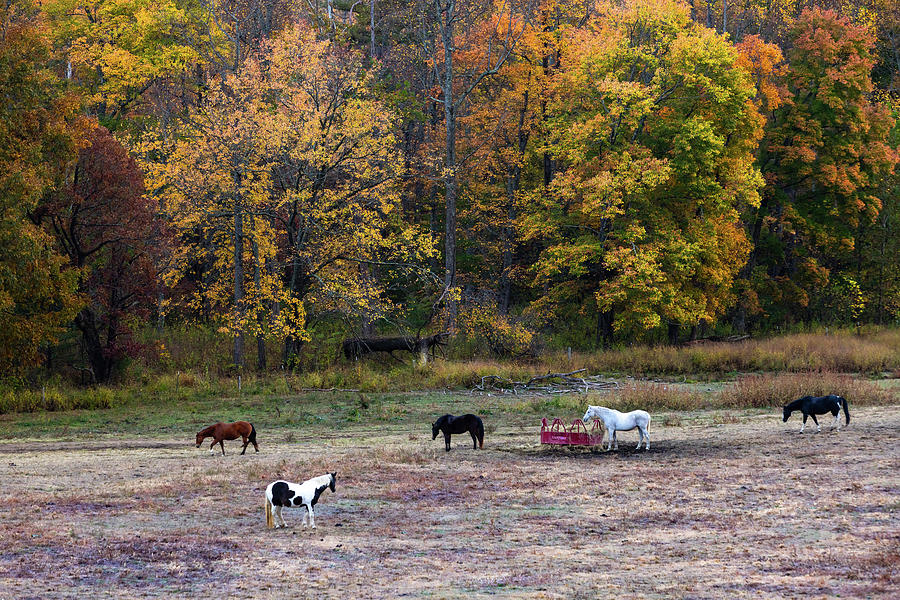 Fall In Cades Cove With Horses Photograph by Carol Mellema - Pixels