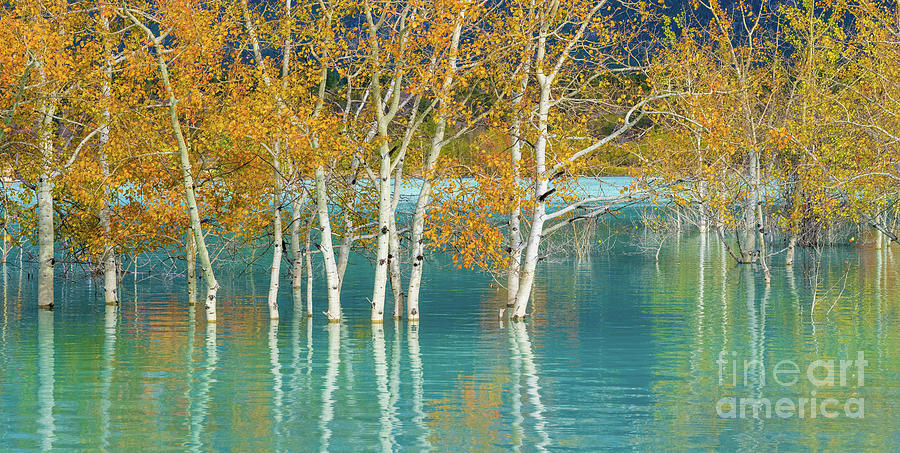 Tree Photograph - Fall in Canada Flooded Aspen Grove by Mike Reid