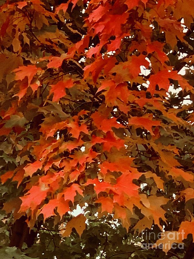 Fall in its Full Glory Photograph by Hella Buchheim