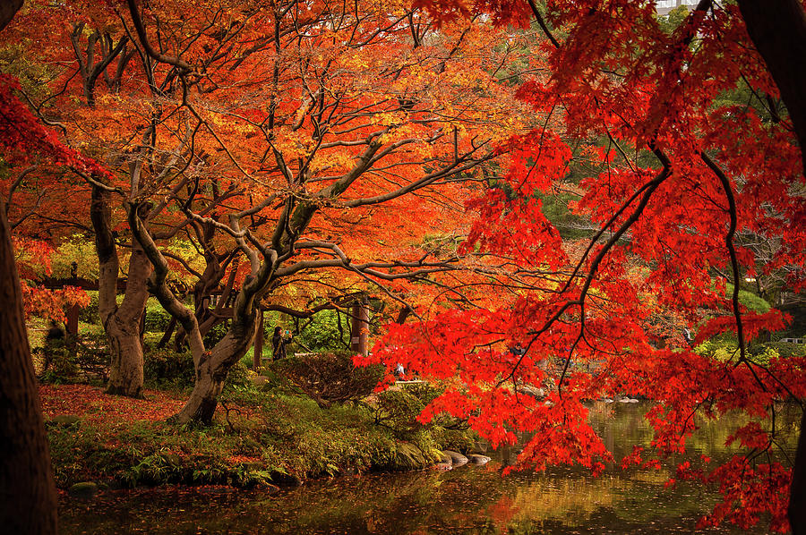 Fall in Japan Photograph by Drew Underwood - Fine Art America