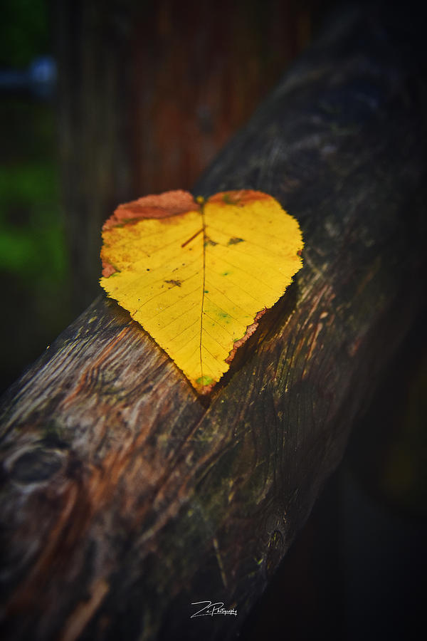 Fall in Love Photograph by Ingrid Zagers
