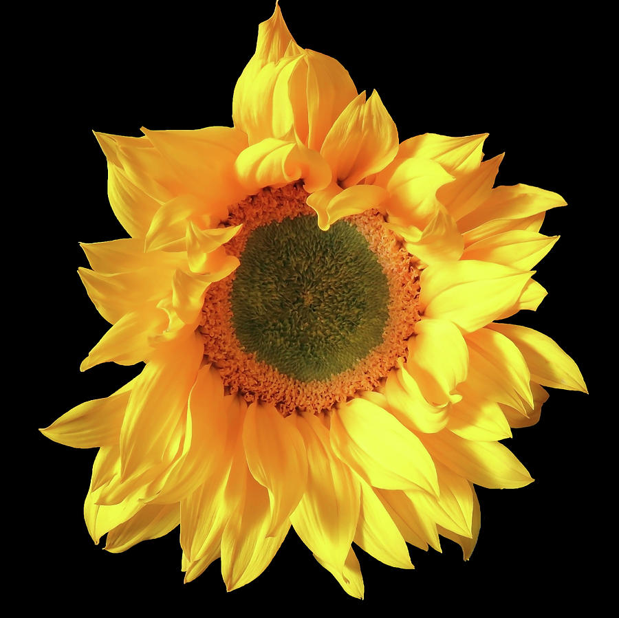 Fall In Love With Sunflowers Photograph by Johanna Hurmerinta