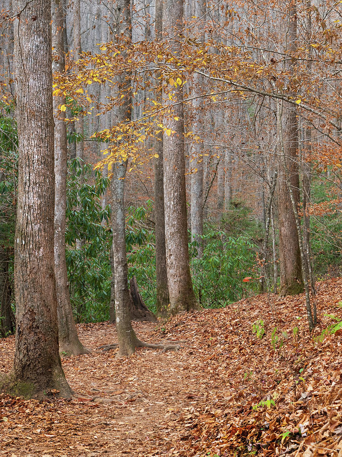 Fall in Pisgah National Forest Photograph by Kristia Adams