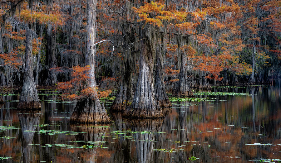 Fall in the Bayou 2 Photograph by David Soldano