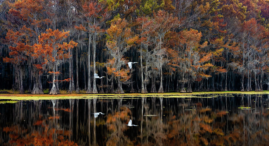 Fall in the Bayou Photograph by David Soldano