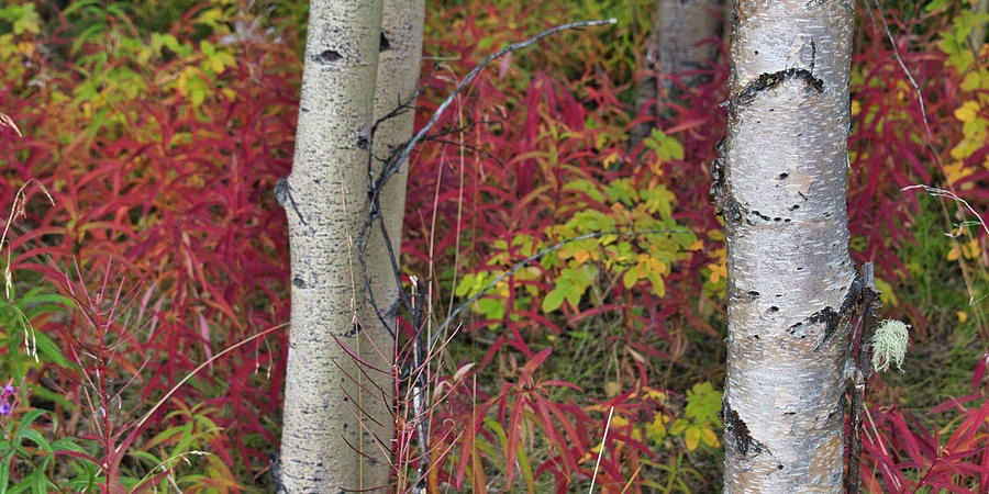 Fall In The Boreal Forest Photograph
