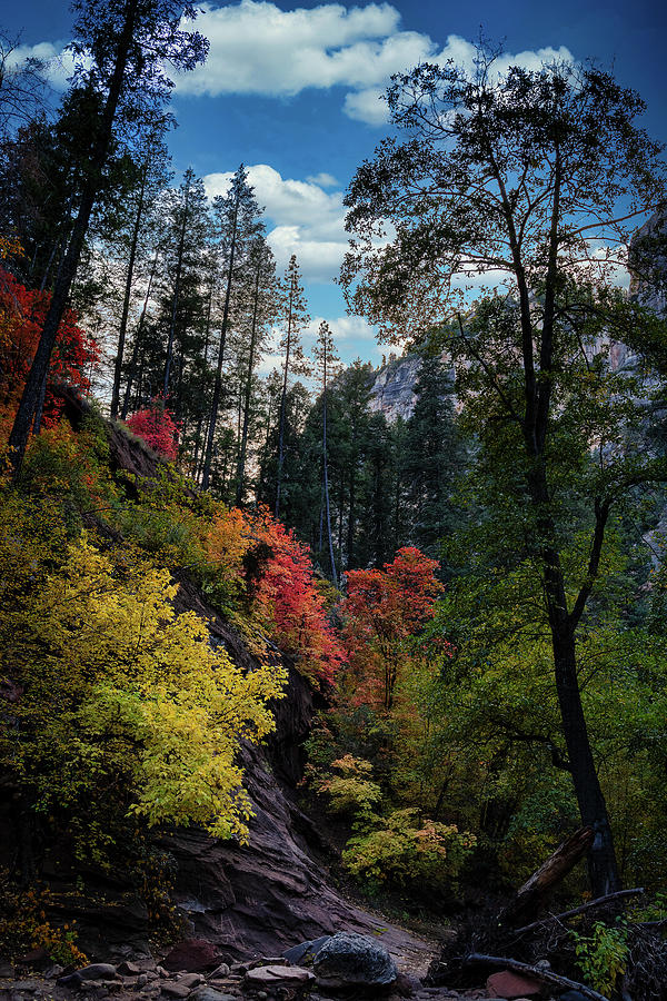 Fall Photograph - Fall In The Canyon  by Saija Lehtonen