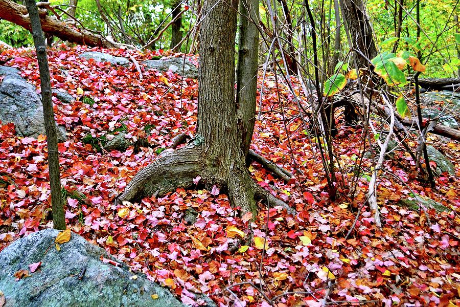 Fall in the Catskill Mountain Photograph by Monika Salvan