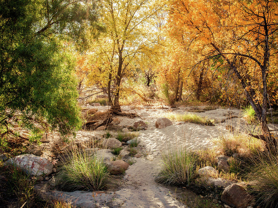 Fall in the Desert Photograph by Katie Dobies - Pixels