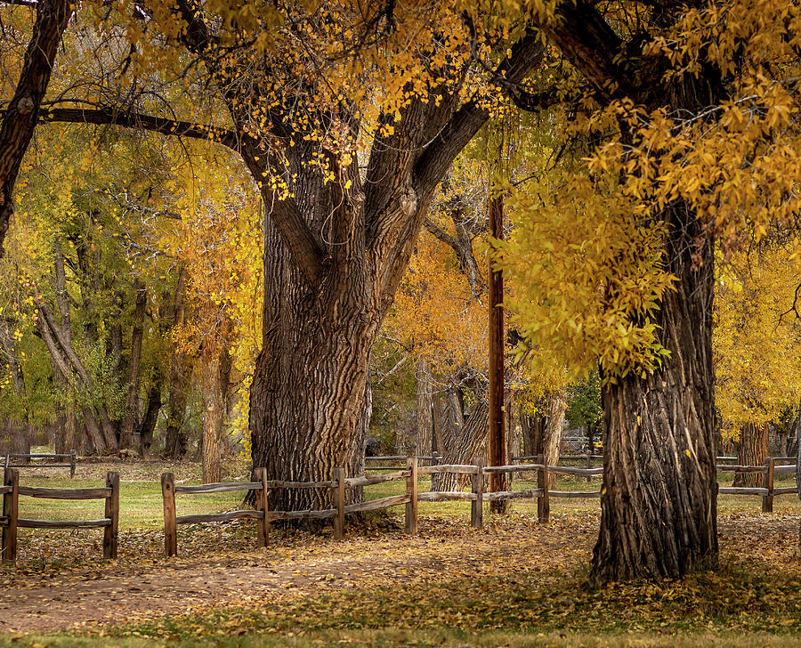 Fall in the Park Photograph by Laura Terriere