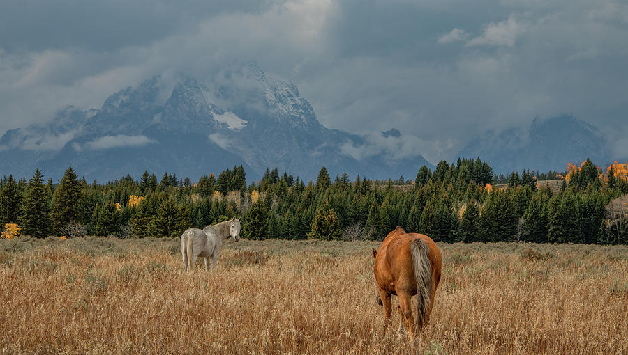 Fall in the Pasture, Grand Teton National Park Photograph by Marcy Wielfaert
