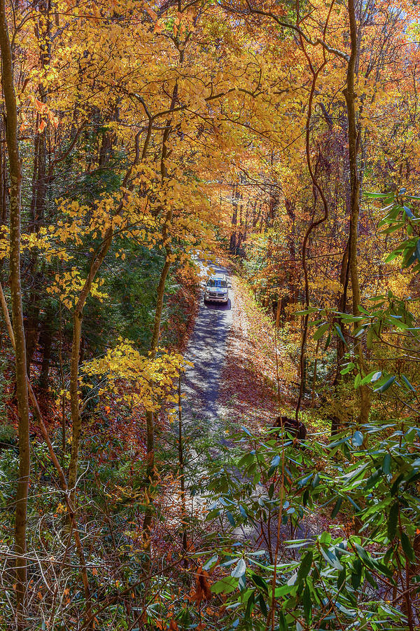 Fall in the Smokies Photograph by Andrew Keller