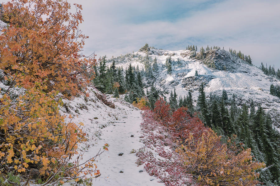 Fall in the Snow Photograph by Louise Kornreich