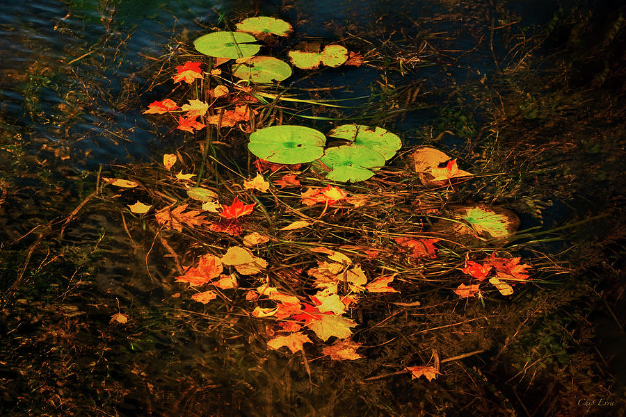Fall In The Water Photograph by Chip Evra