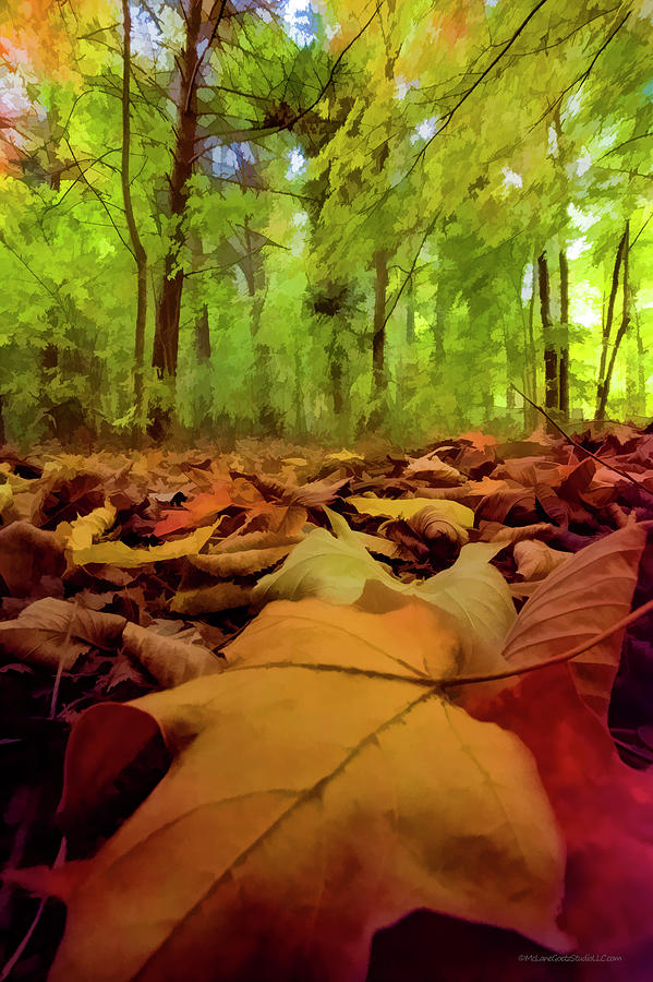 Landscape Photograph - Fall in the Woods by LeeAnn McLaneGoetz McLaneGoetzStudioLLCcom