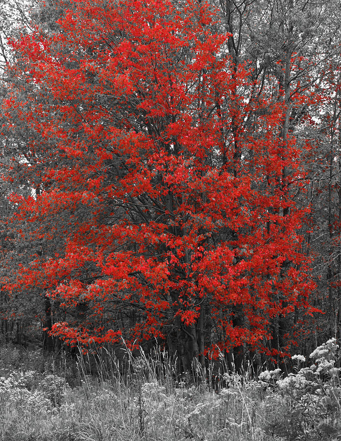 Red Leaves - Fall in West Virginia Photograph by David Morehead
