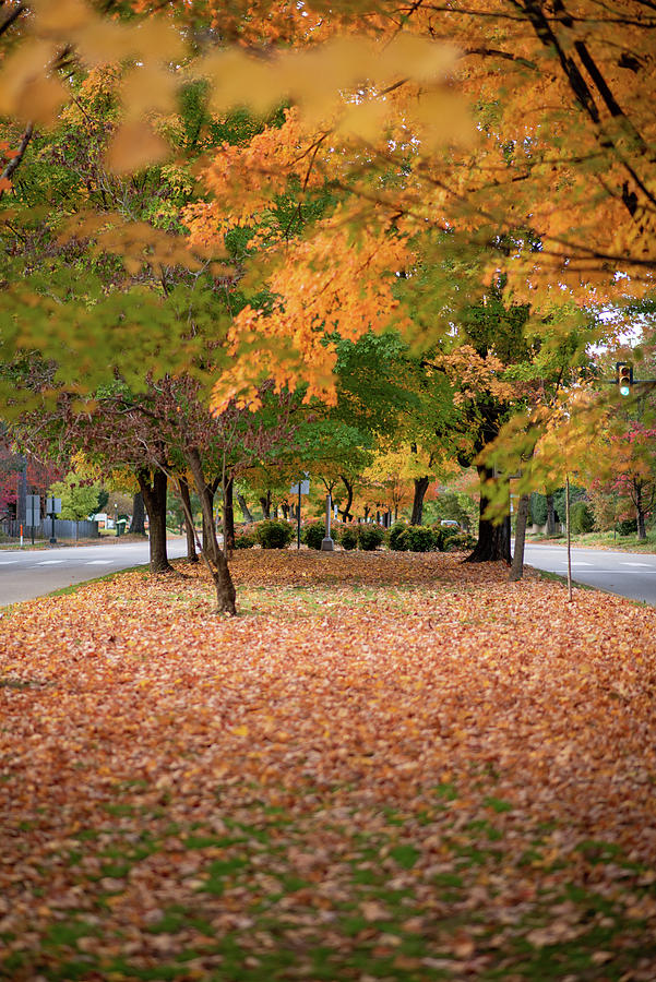 Fall In Westover Hills Richmond VA Photograph by Doug Ash