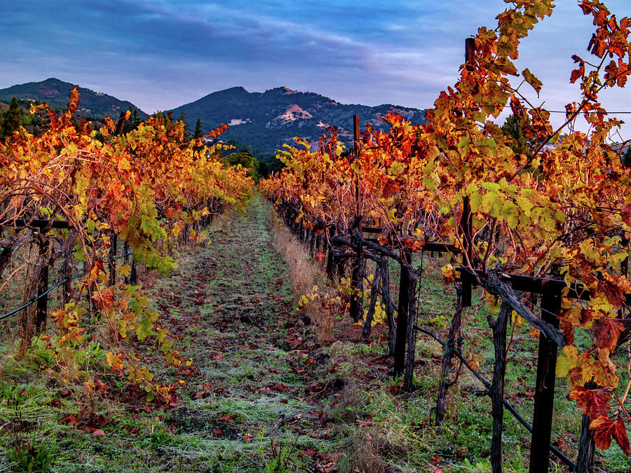 Fall In Wine Country Photograph