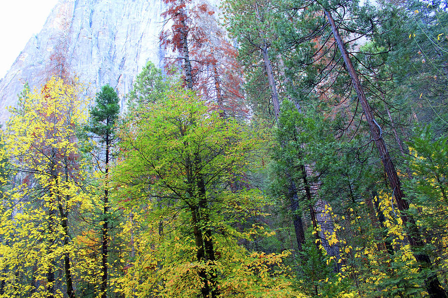 Fall In Yosemite Valley Photograph by Eric Forster