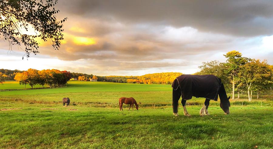 Fall into the Farm 2 Photograph by Corey Sheehan