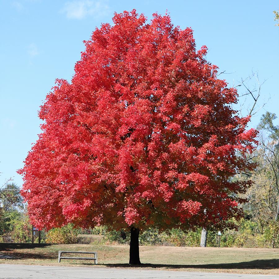 Fall Photograph By Jessica Messer - Fine Art America